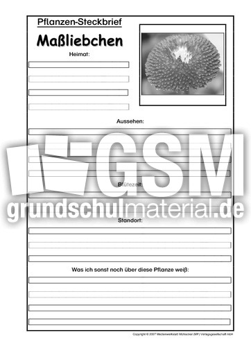 Pflanzensteckbrief-Maßliebchen-SW.pdf